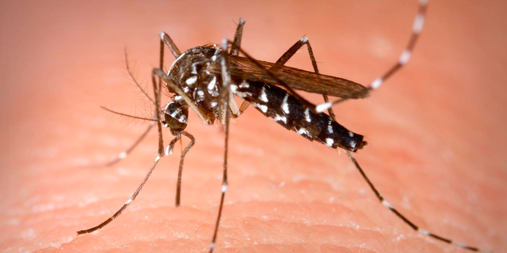 Pocos reportes de enfermedades transmitidas por mosquitos