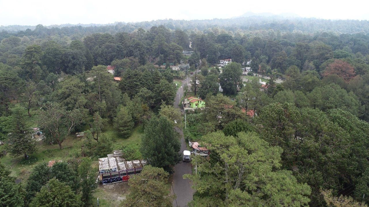 Decomisan 6M cúbicos de madera en Morelos