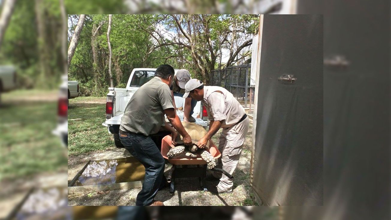 Rescatan a tortugas sulcata en Cuernavaca