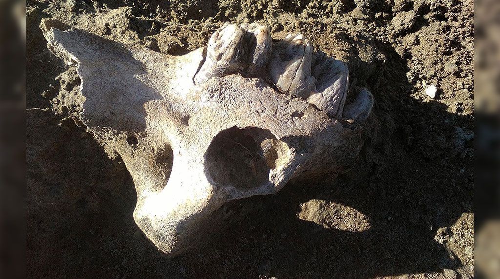 Descubren fósiles de dinosaurios gigantes