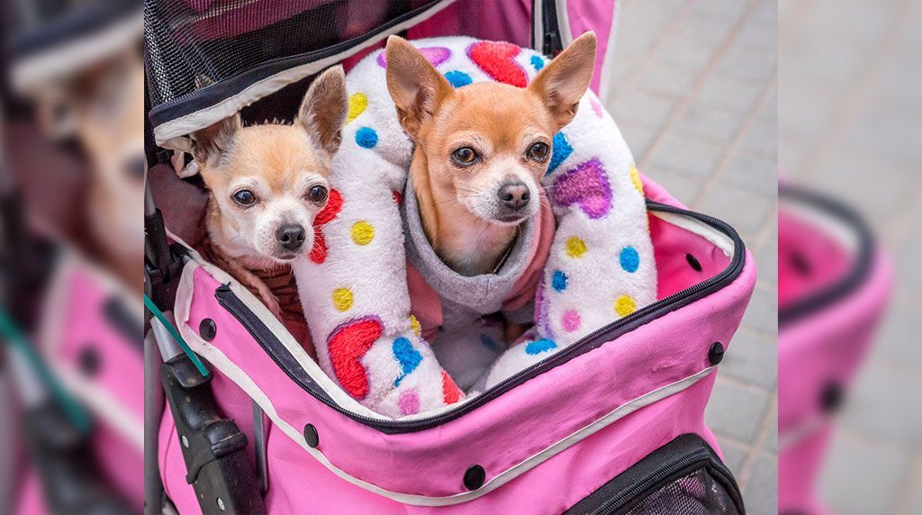 PIDEN NO TRATAR A MASCOTAS COMO “BEBÉS”