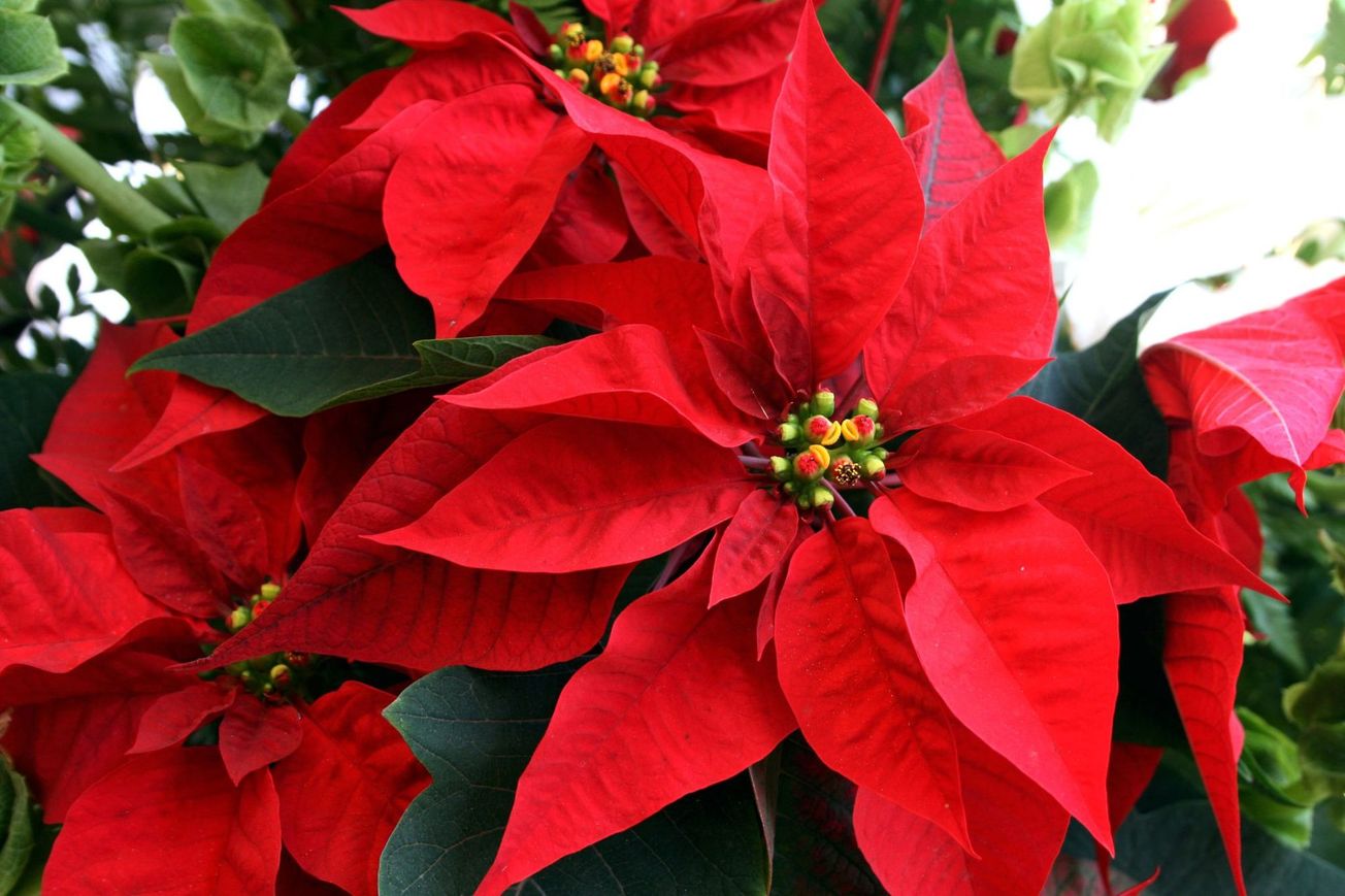 Cuernavaca, produce de las mejores plantas de Nochebuena en México