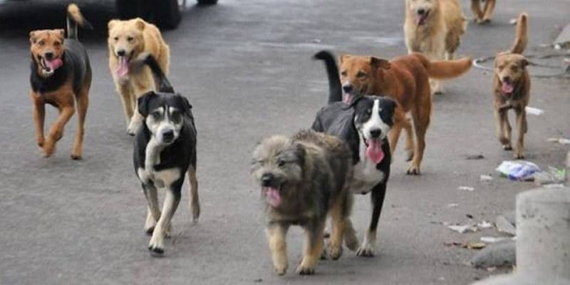 Campaña “Cuenta conmigo” apoyará a perritos sin hogar
