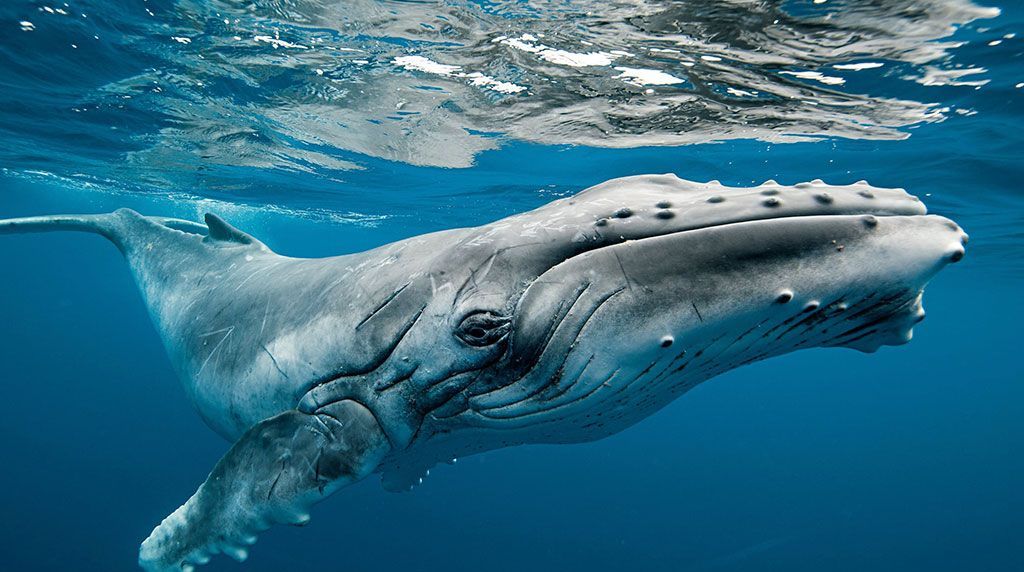 Ballenas siguen siendo cazadas en Japón
