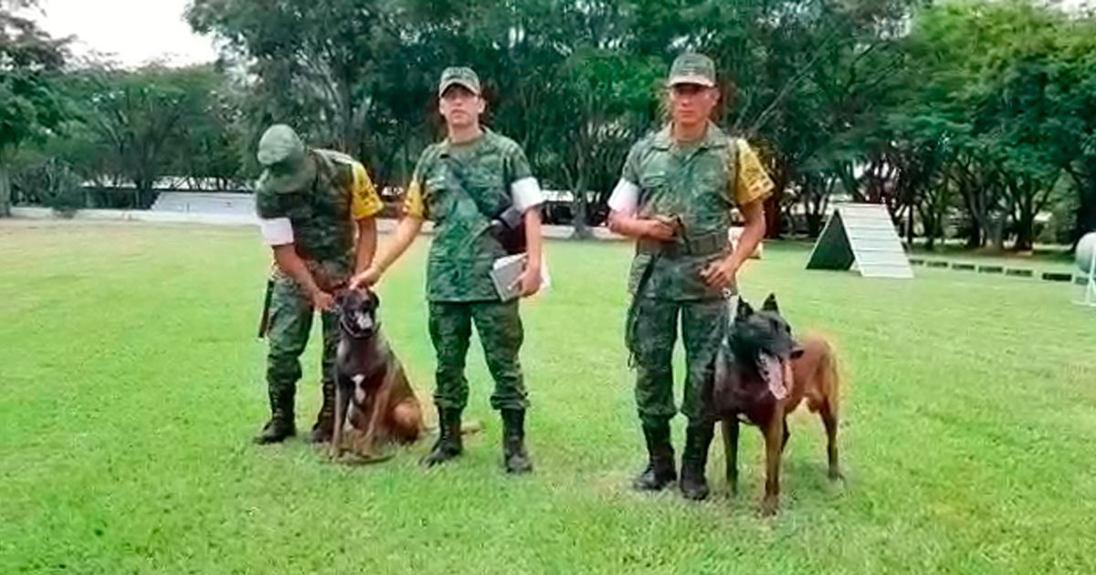 Conoce sobre los binomios caninos del Ejército