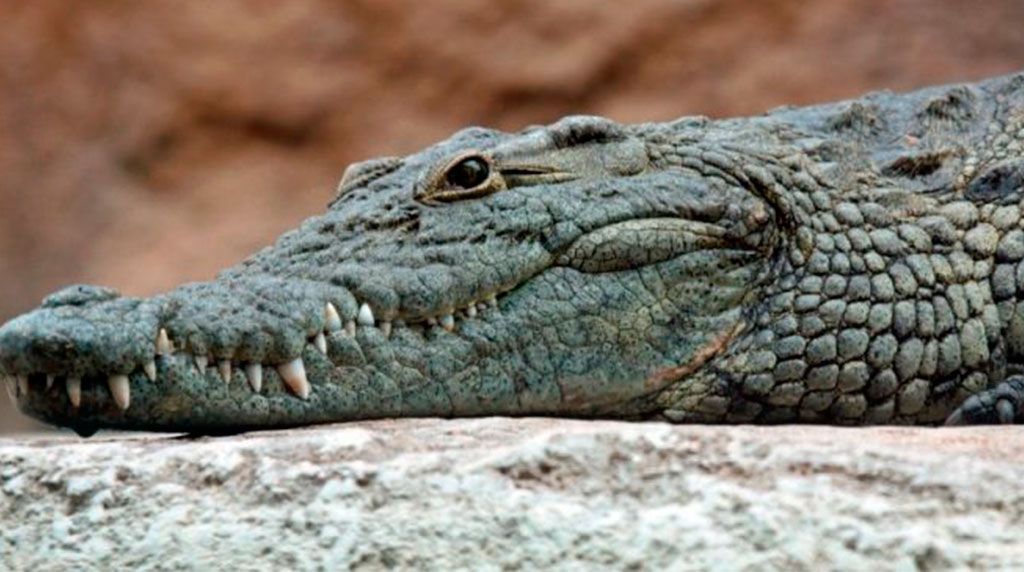 Cocodrilo devora a mujer y su bebé en Uganda