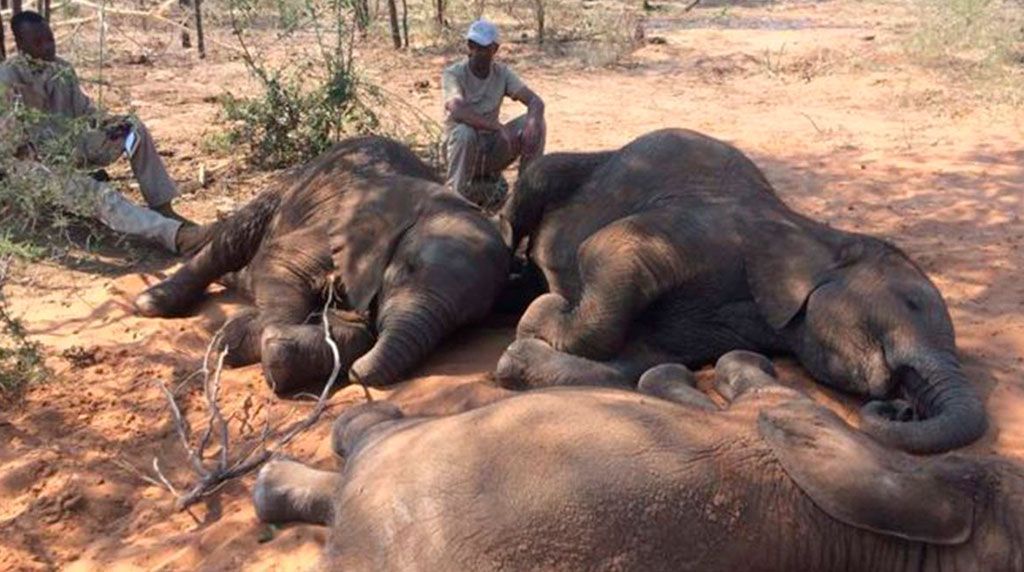 Masacre de elefantes en África