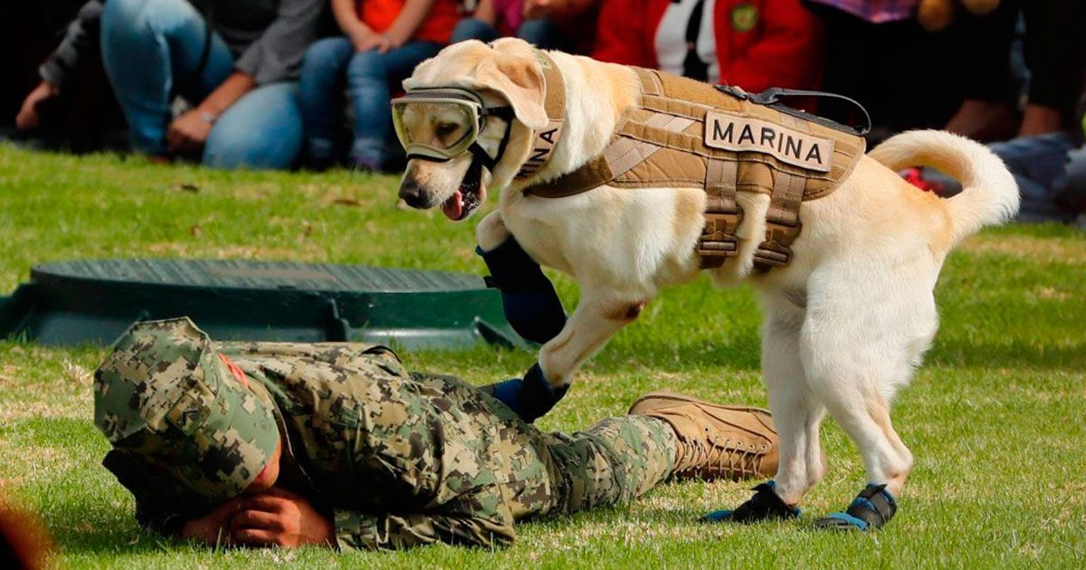 Impiden registro de Frida ante el IMPI