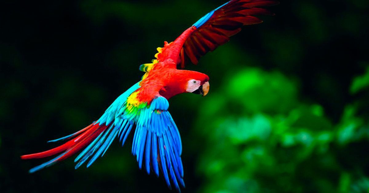 Tratan de preservar a la guacamaya roja