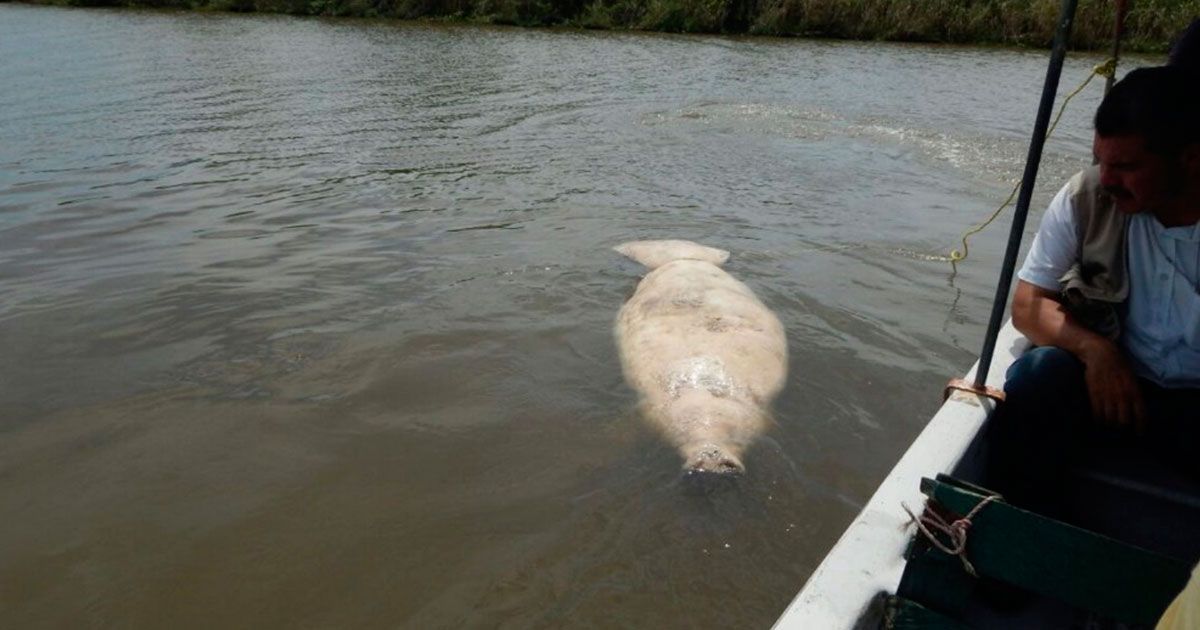 Continúa la muerte de manatíes
