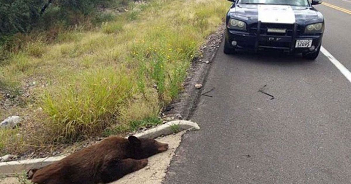Atropellan a oso en peligro de extinción