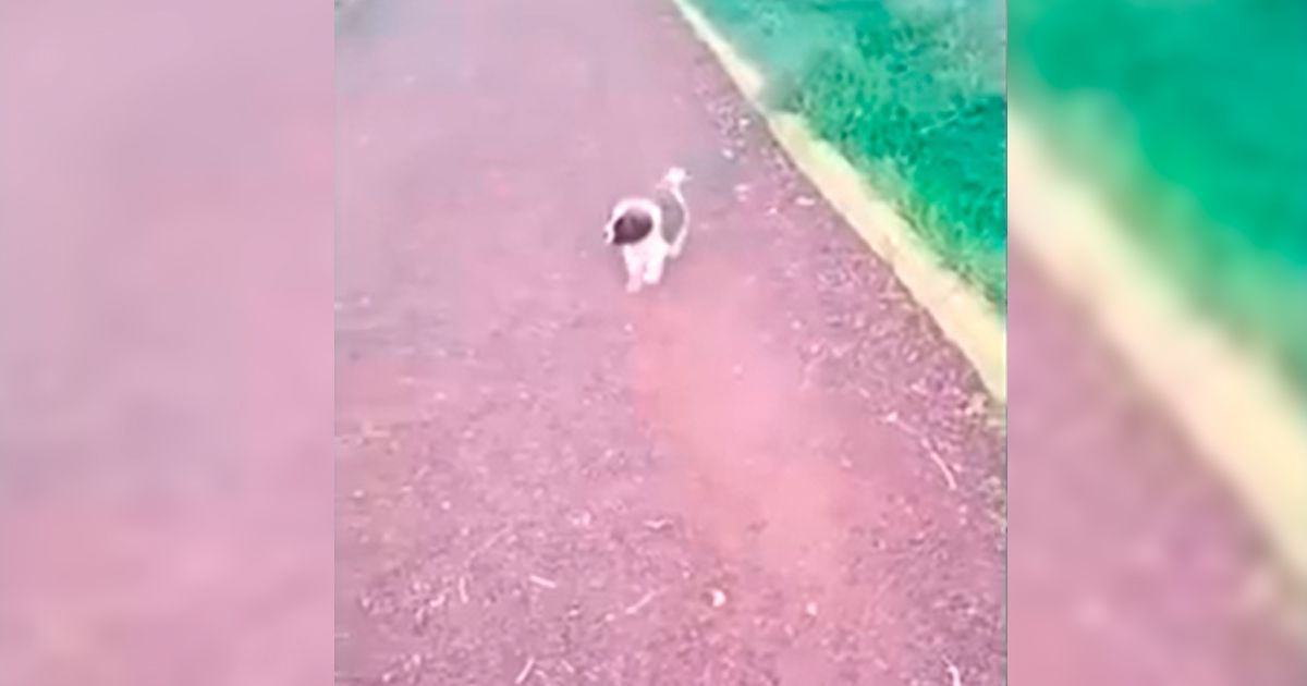 Hasta la mascota le roban en asalto