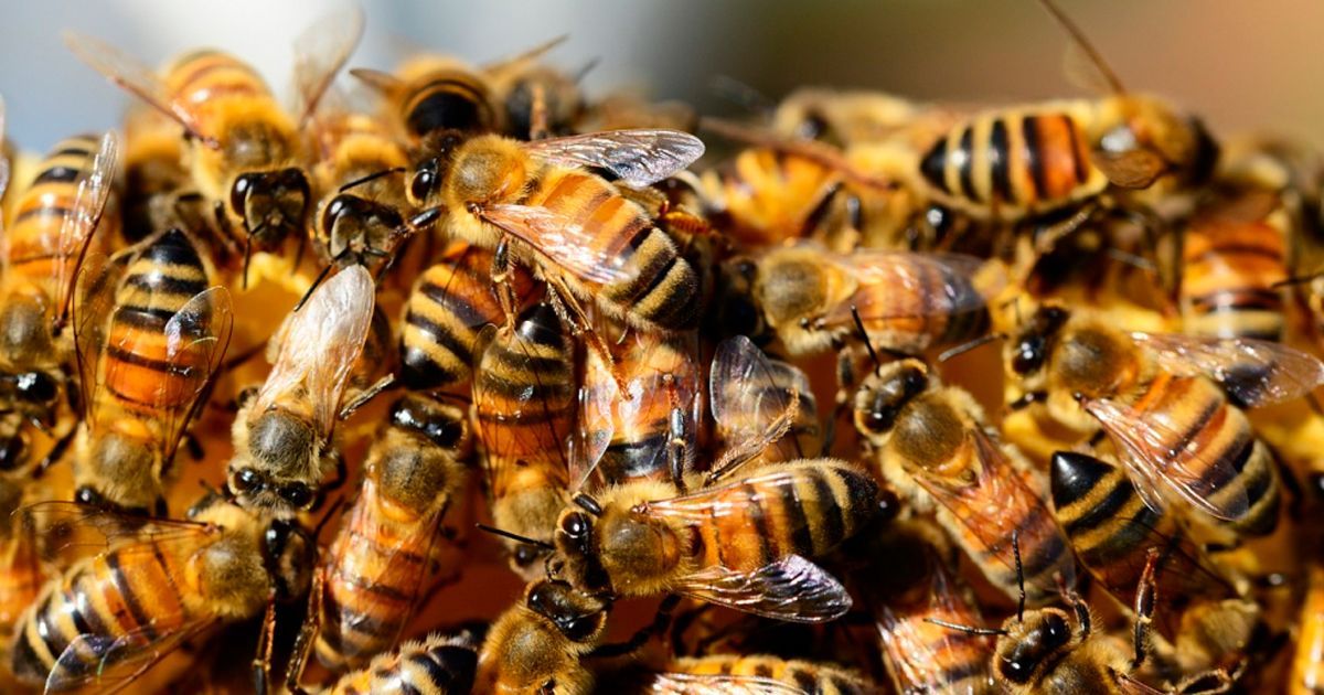 Mueren por picaduras de abeja en Jocotitlán