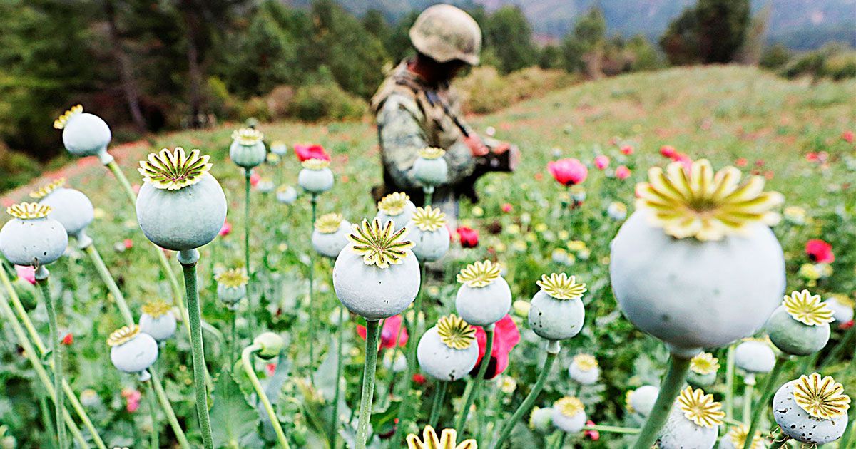 PRI va por cultivo de amapola