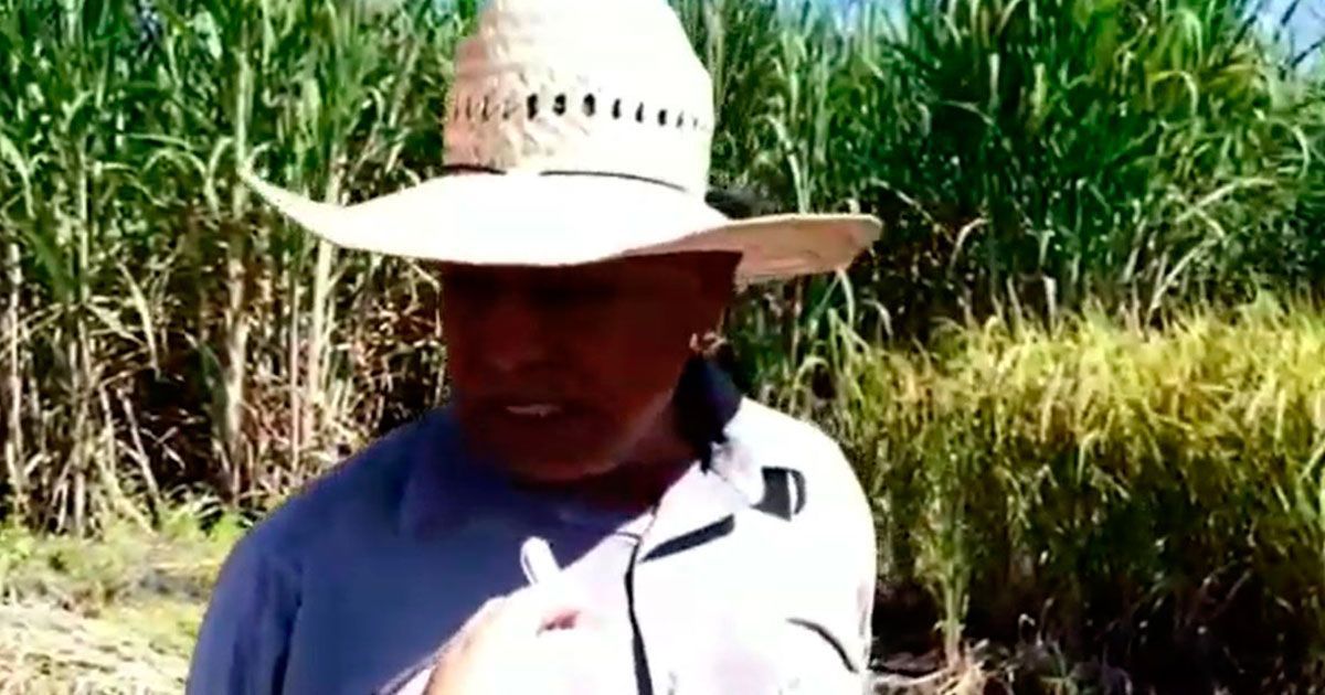 En riesgo cultivo de arroz en Puente de Ixtla