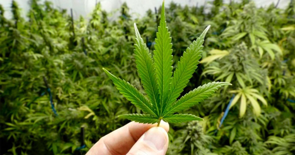 Ya venden “cannabis light”