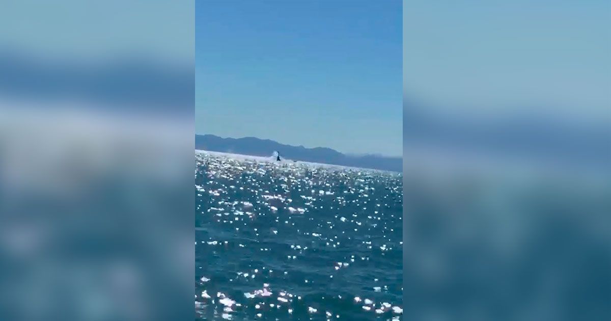 Se desploma helicóptero de la Marina en el Golfo de Santa Clara