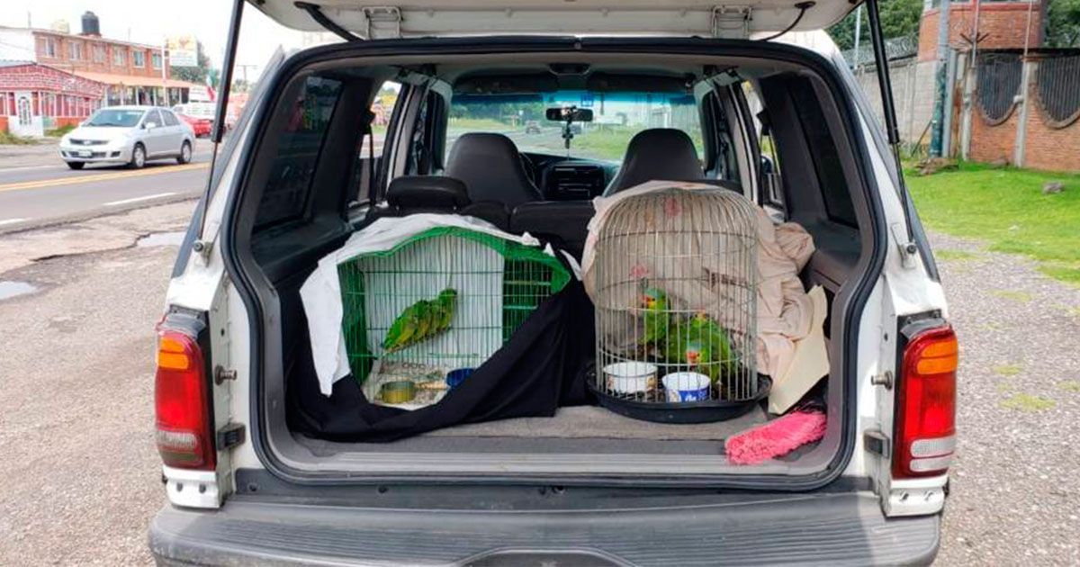 Decomisan 9 loros en la México – Cuernavaca