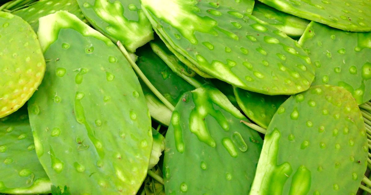 Nopal; útil contra la diabetes, gastritis y colesterol