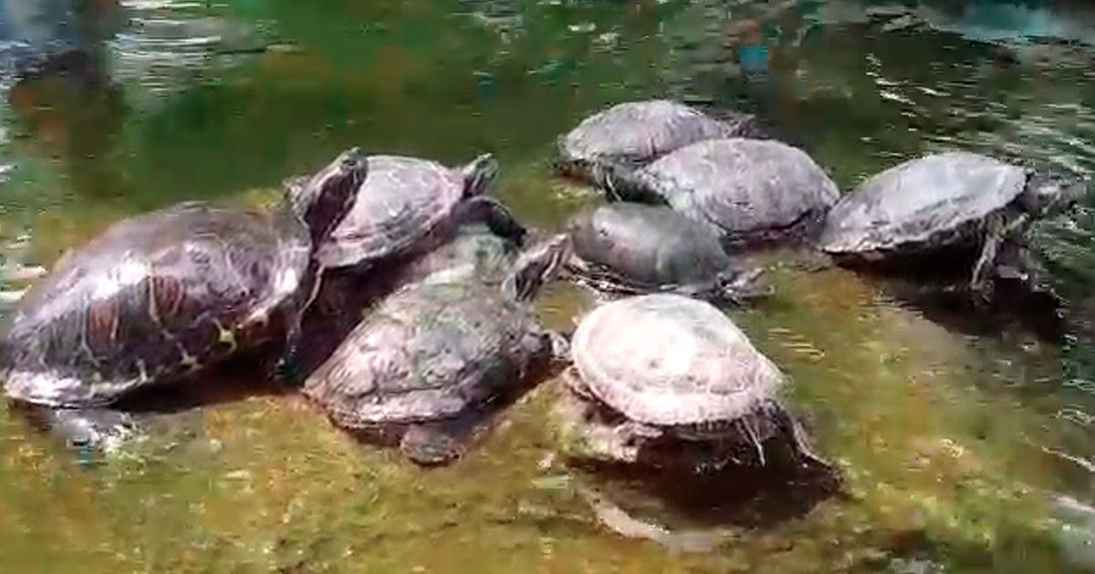 Reconoce Profepa como UMA al Parque de Cuautla