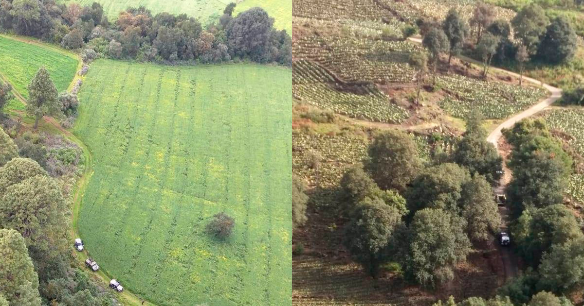 Operativos en bosques de Morelos