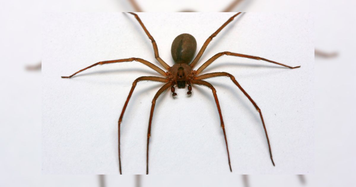 ¡Cuidado con la araña violinista!