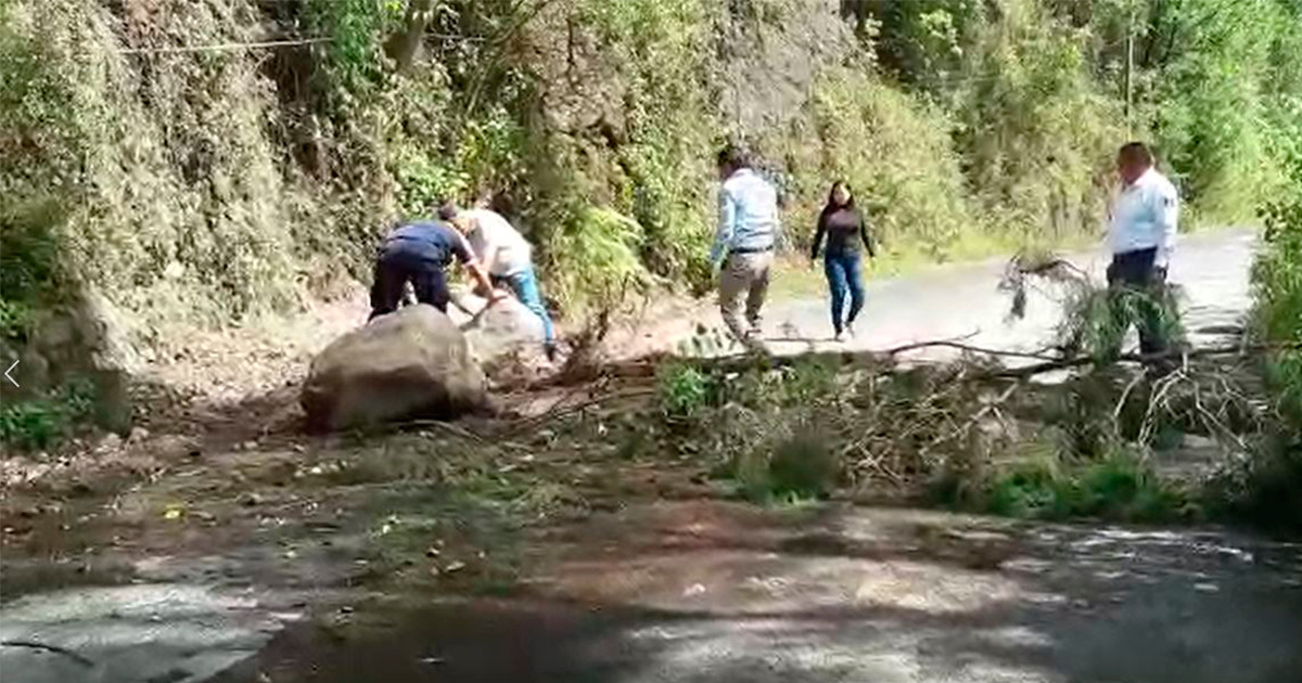 Retiran árbol en camino a Buenavista del Monte
