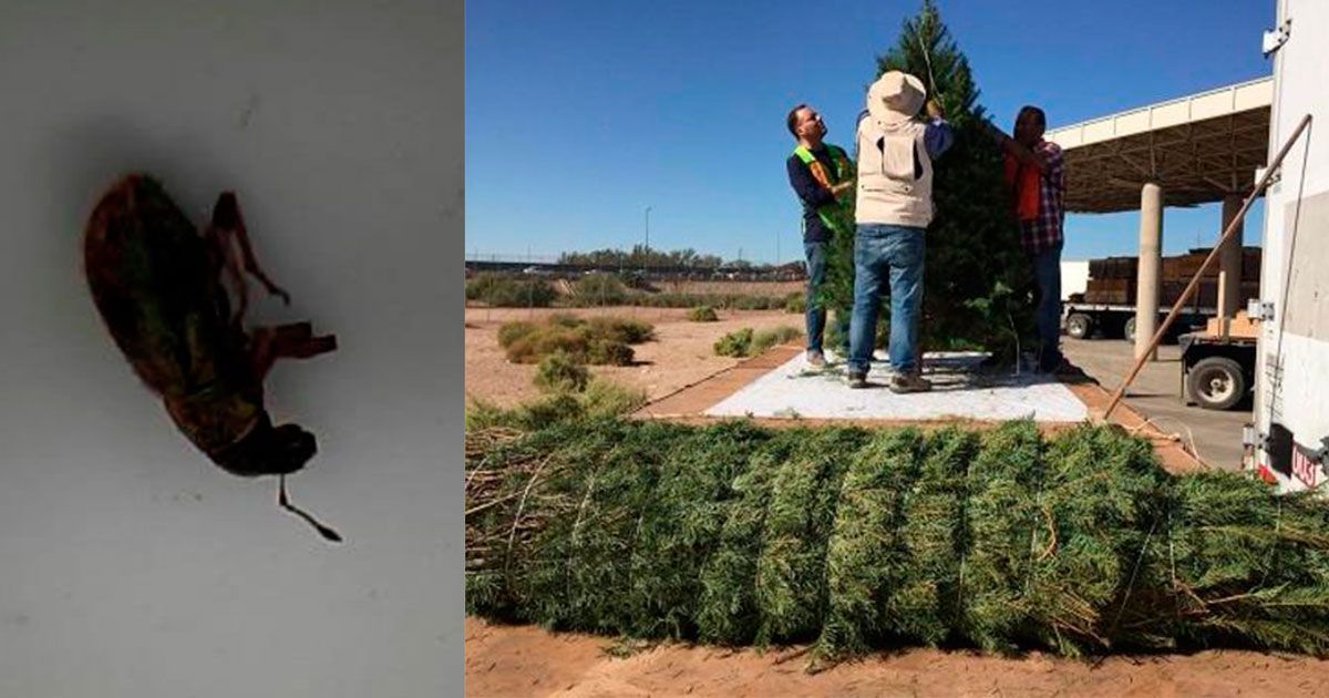 Devuelven árboles de Navidad a Estados Unidos por plaga