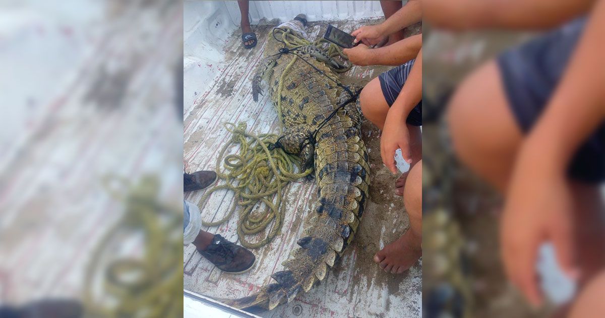 Encuentran cocodrilo en Puerto Marqués