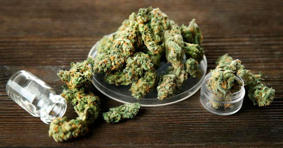 Proponen hasta 6 plantas de marihuana en casa