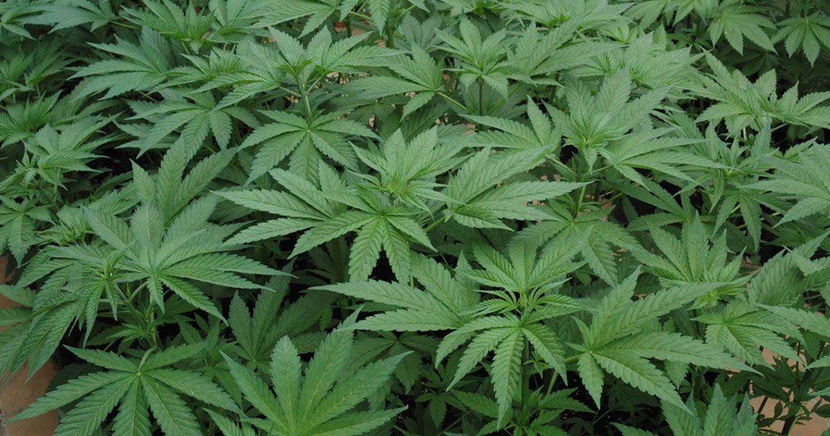 Comienza la venta de productos con marihuana