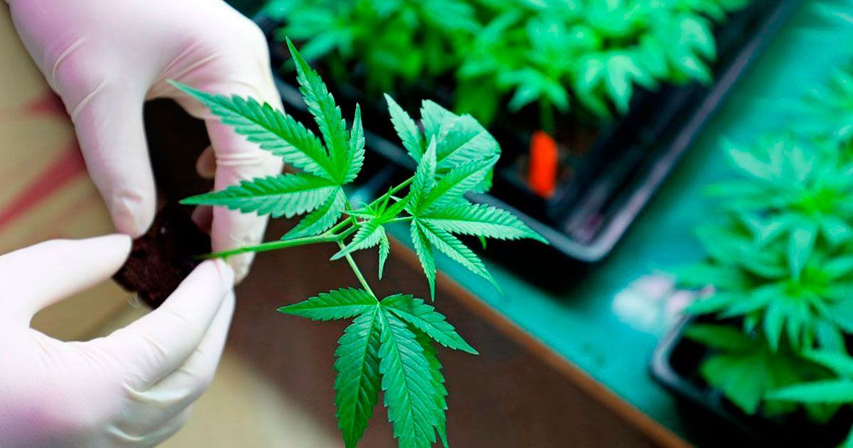 Obesidad y diabetes, podrían tratarse con cannabis