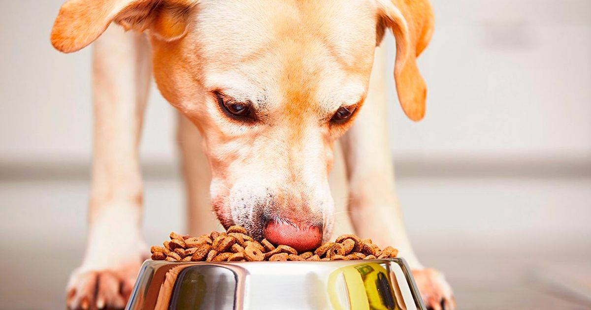 Aprueban IVA en alimento para mascotas