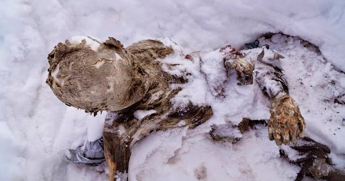 Localizan cuerpos momificados en el Citlaltépetl