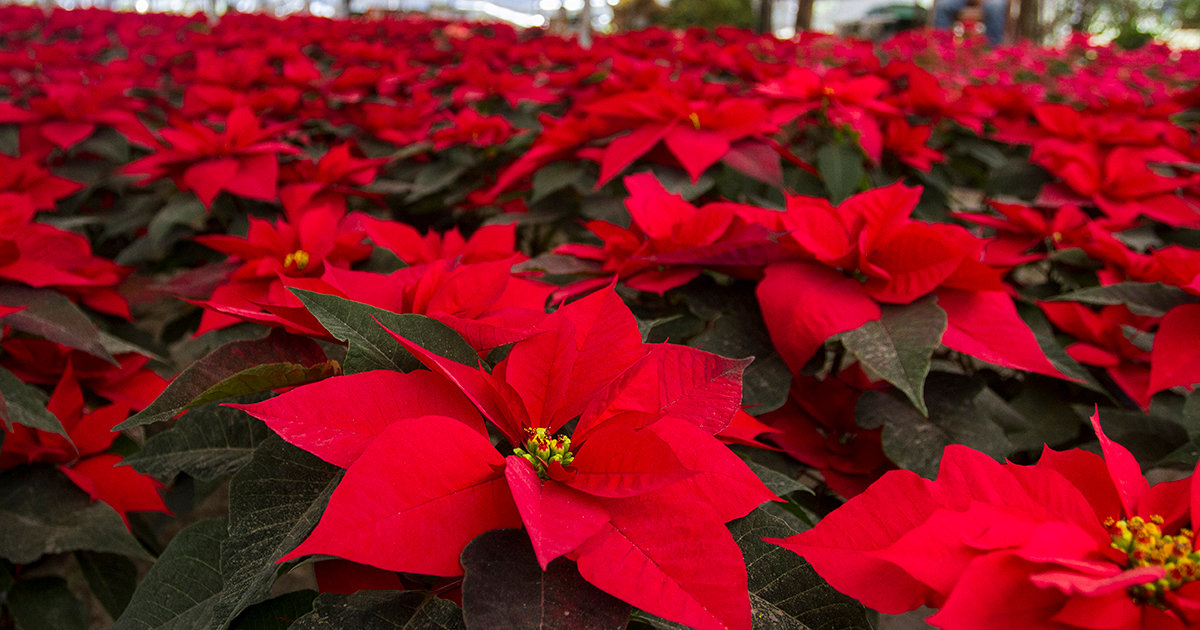 Reforzarán investigación sobre la flor de Nochebuena en Morelos