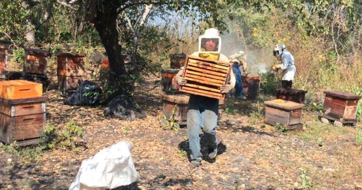 Morelos produce miel en Áreas Naturales Protegidas
