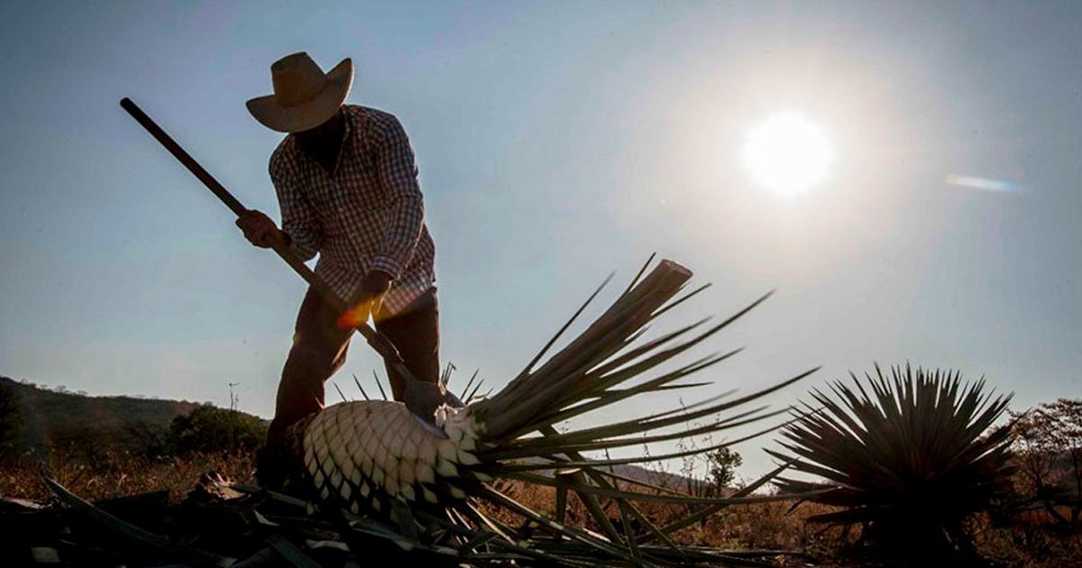 Morelos cuenta con 23 municipios productores de mezcal
