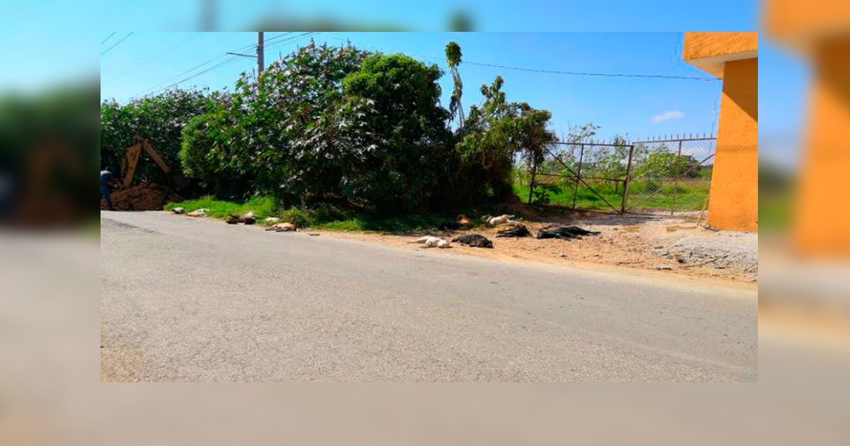 Acude PROPAEM a investigar caso de perros muertos en Cuernavaca