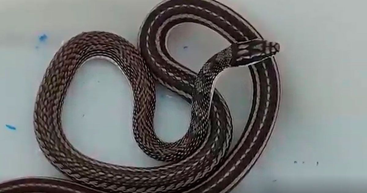 Encuentran serpiente en automóvil