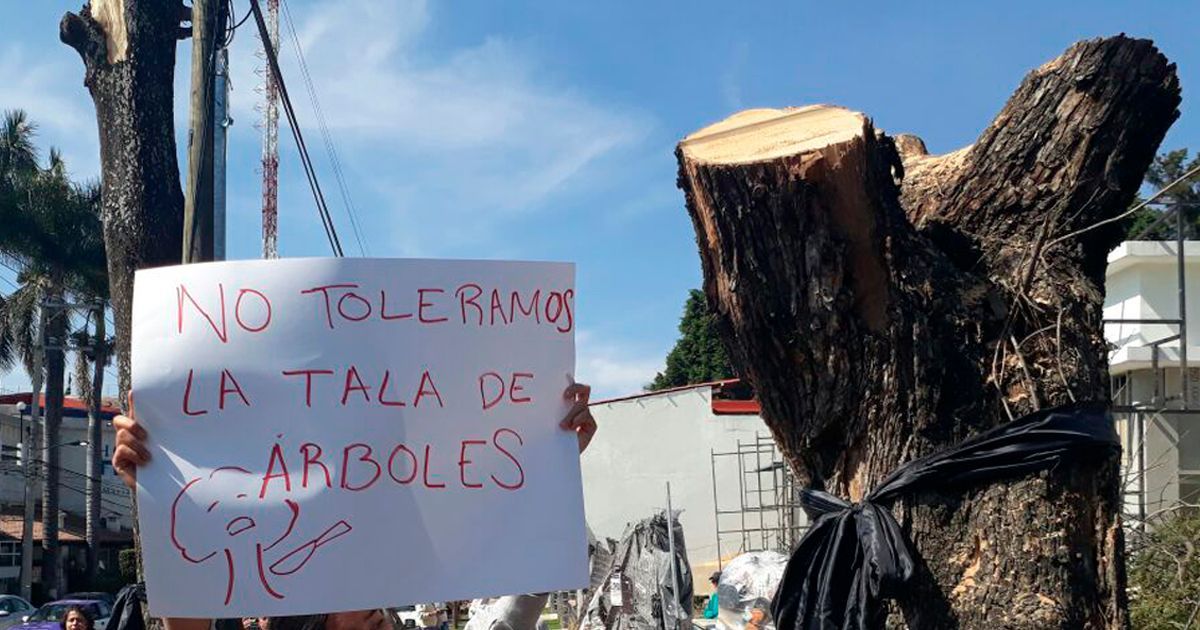 Denuncian tala de árboles en Cuernavaca