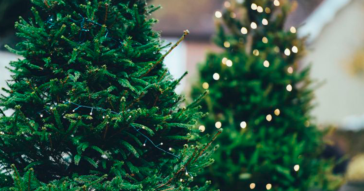 Participa en la campaña de acopio de árboles de Navidad