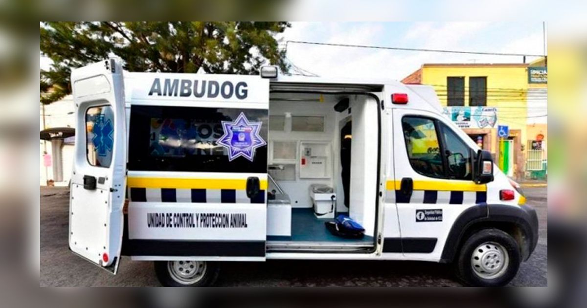 Crean “Ambudog”; especial para perritos callejeros