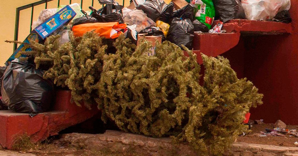 ¡No tires tu arbolito de Navidad a la basura!
