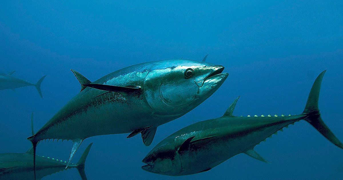 Arranca temporada de pesca de atún