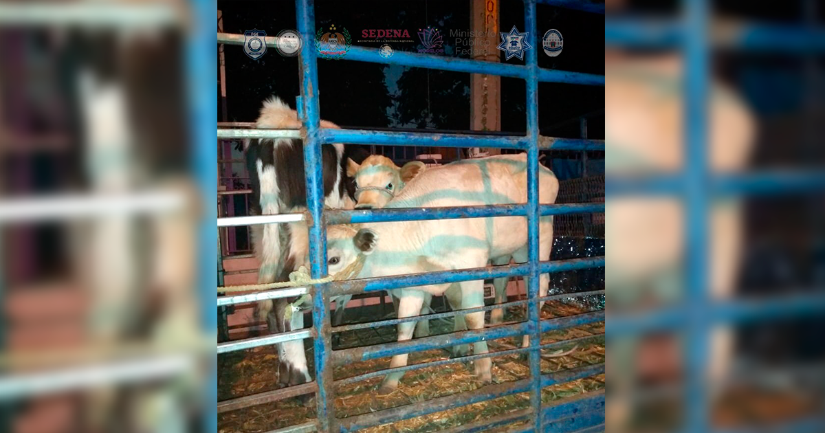 Caen 4 sujetos por robo de becerros en la zona oriente