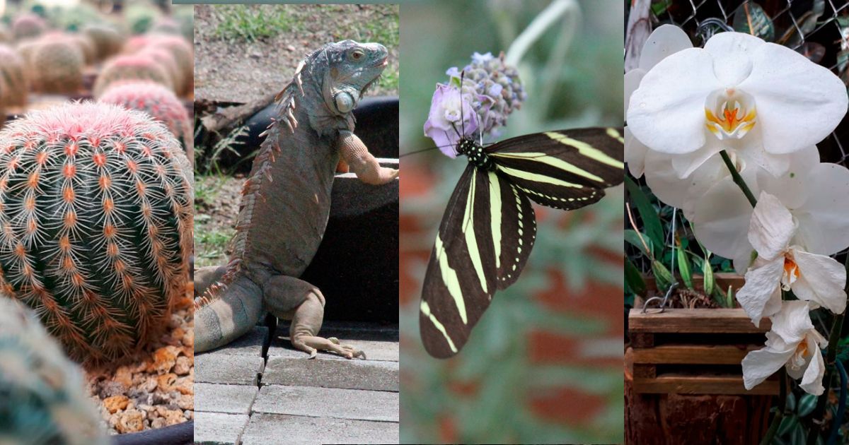 Promueven educación ambiental en Parque de Cuernavaca