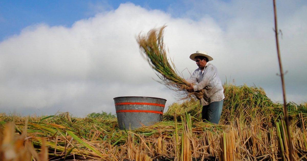Solicitan recursos productores de arroz  de Jojutla