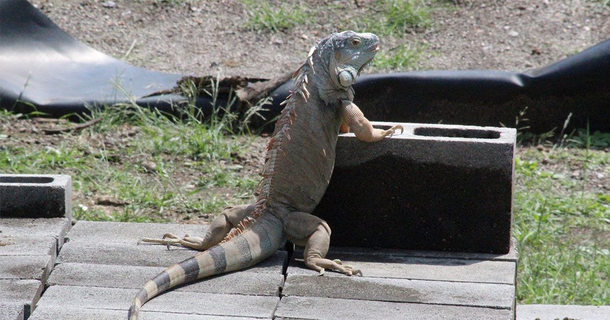 Buscan conservar especies