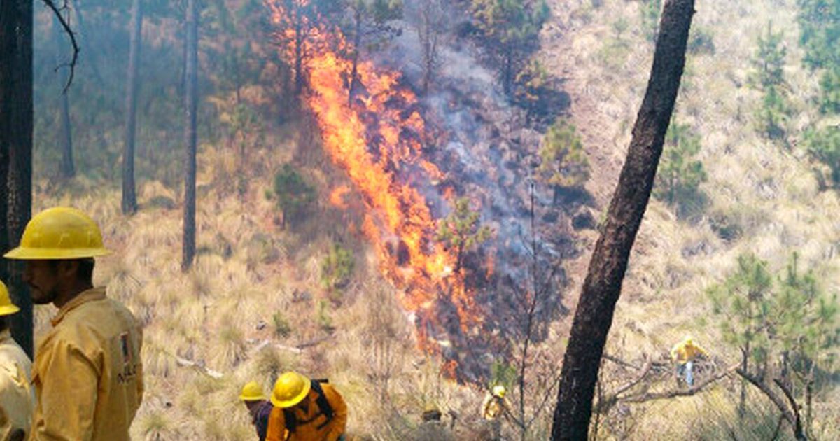 mil 528 hectáreas afectadas por incendios forestales en 2018