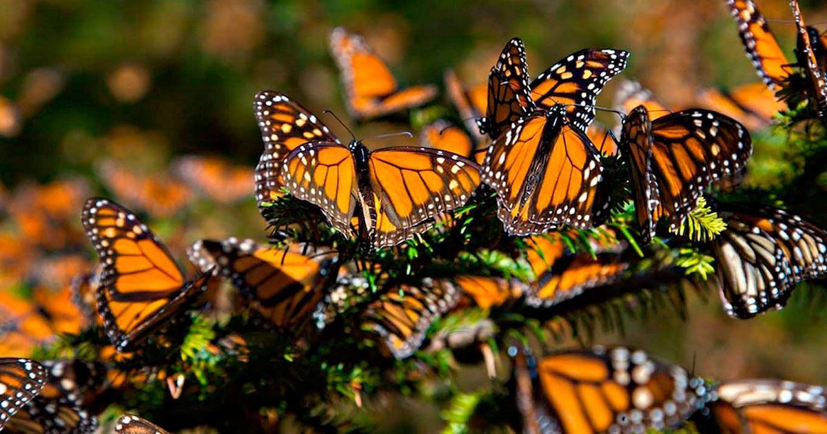 Aumenta población de mariposas monarca en México